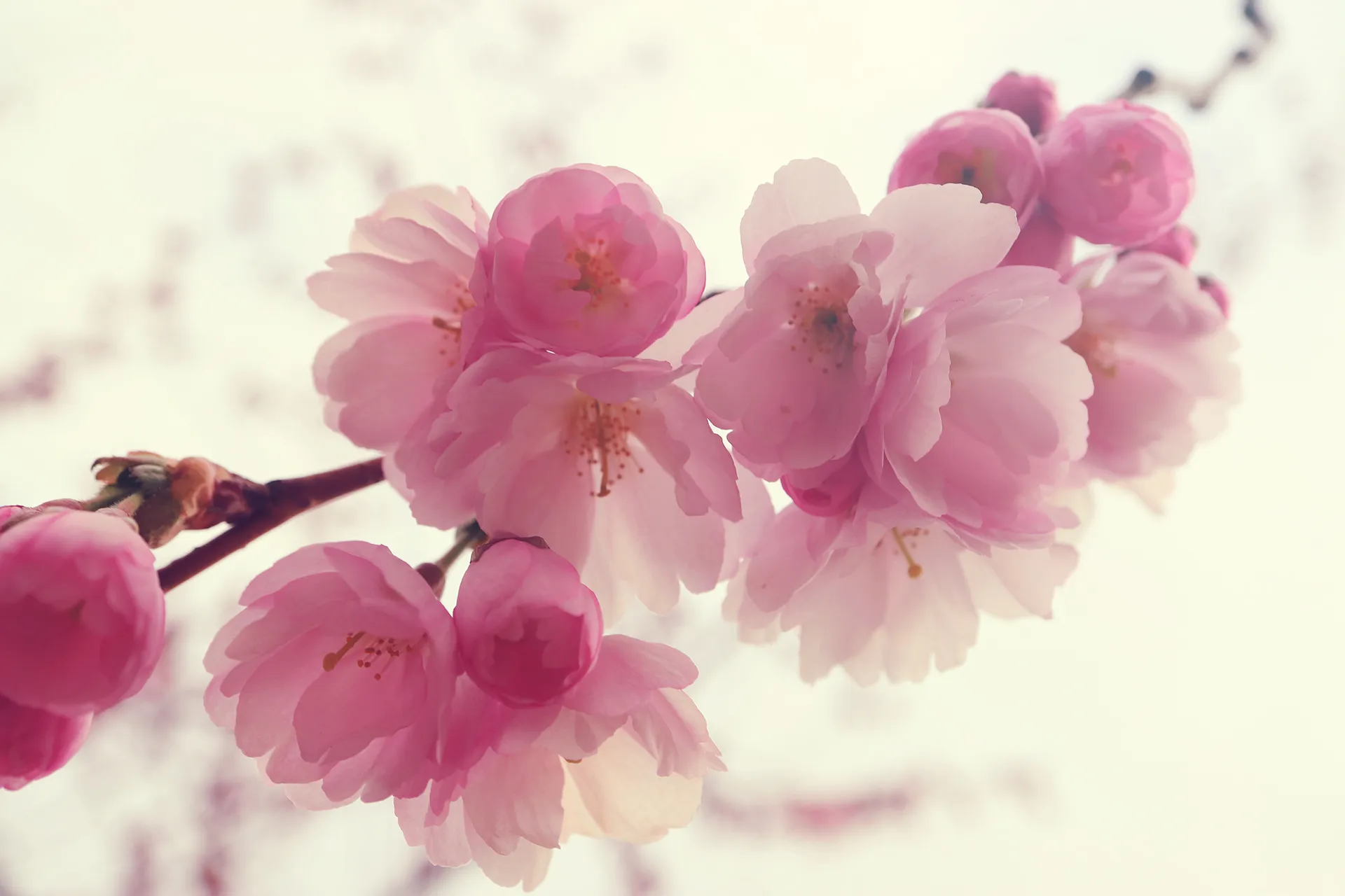 Körsbärs blomning i Kungsträdgården